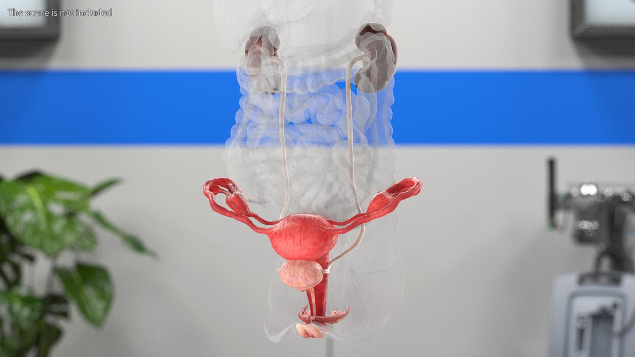 3D Female Reproductive System