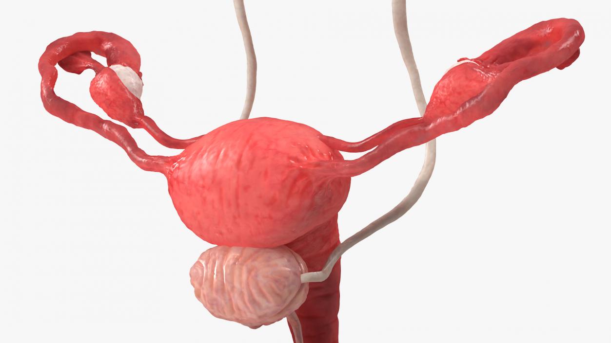 3D Female Reproductive System