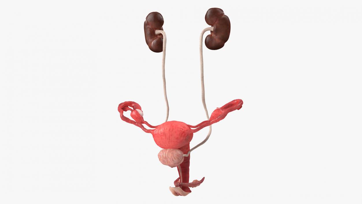 3D Female Reproductive System