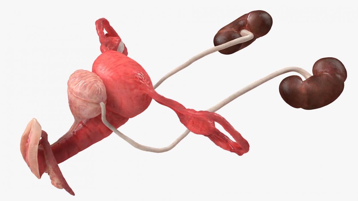 3D Female Reproductive System