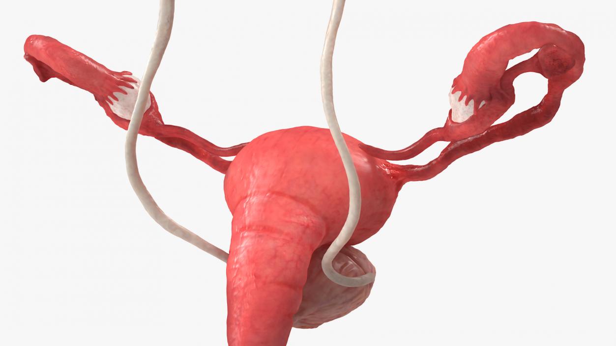 3D Female Reproductive System