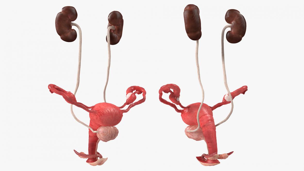 3D Female Reproductive System