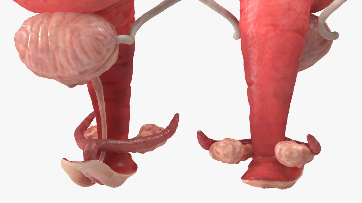 3D Female Reproductive System