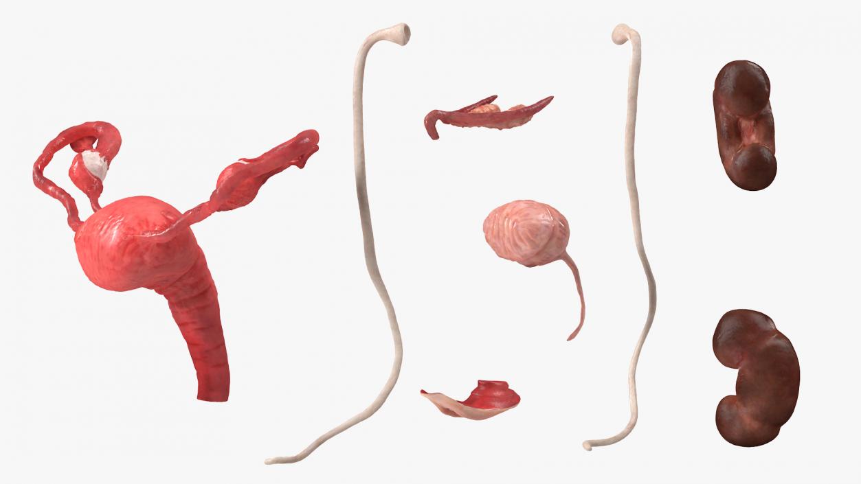 3D Female Reproductive System