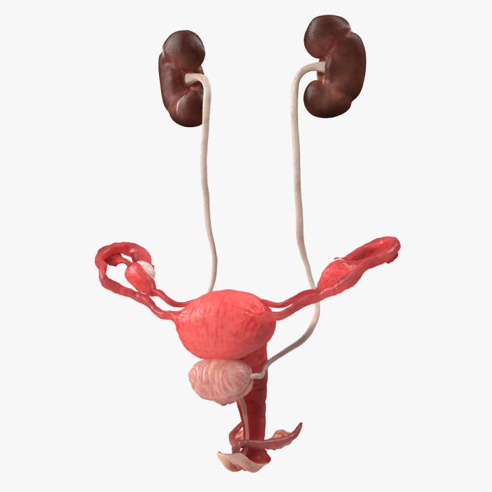 3D Female Reproductive System