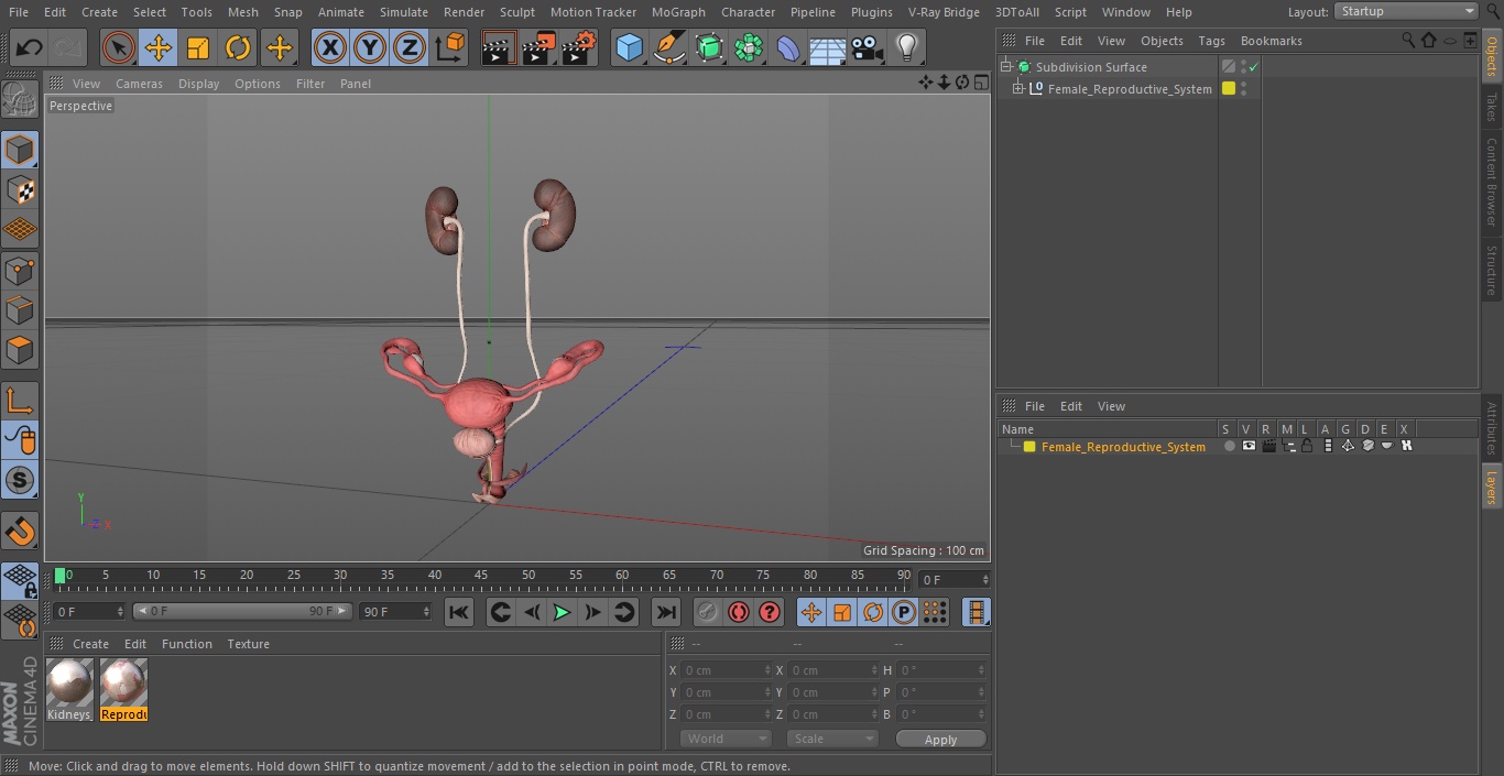 3D Female Reproductive System