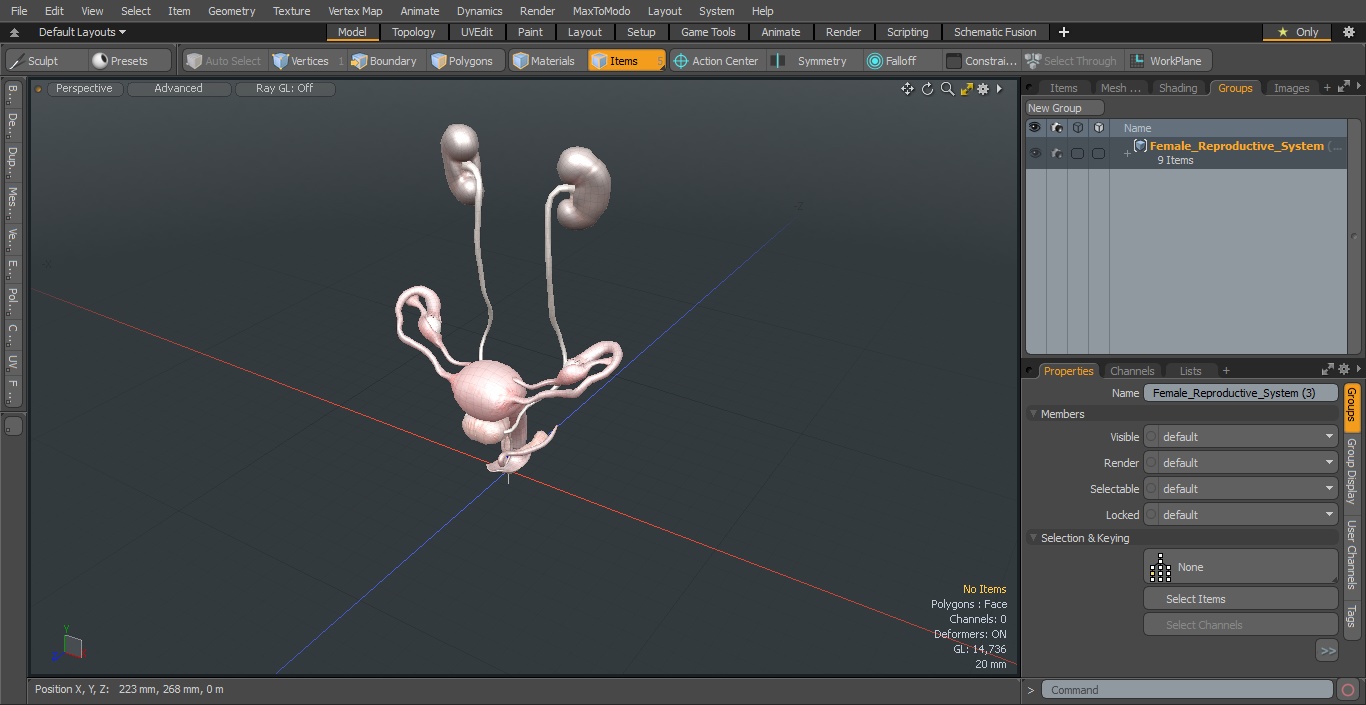 3D Female Reproductive System