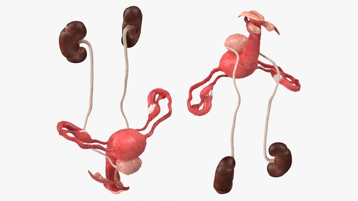 3D Female Reproductive System