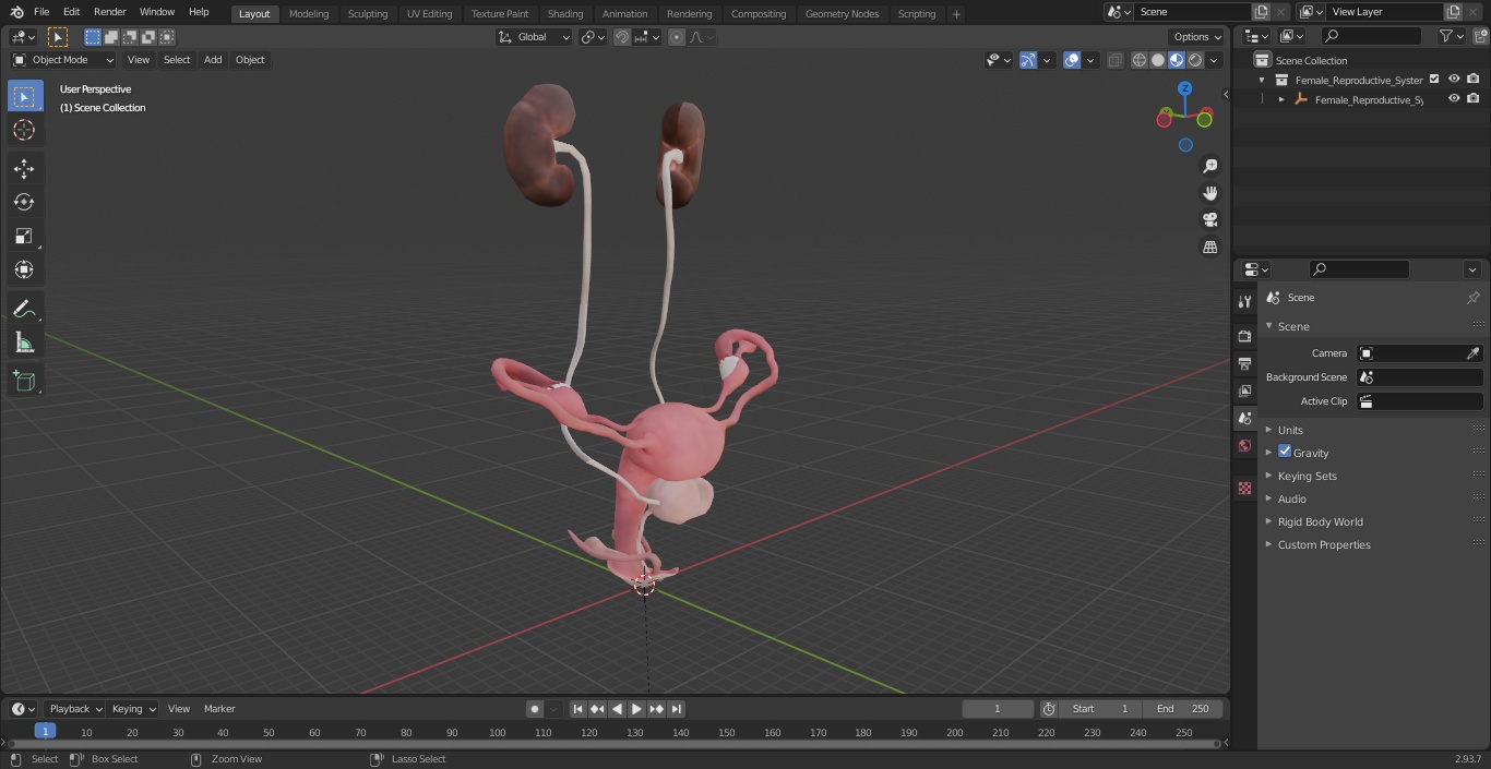 3D Female Reproductive System