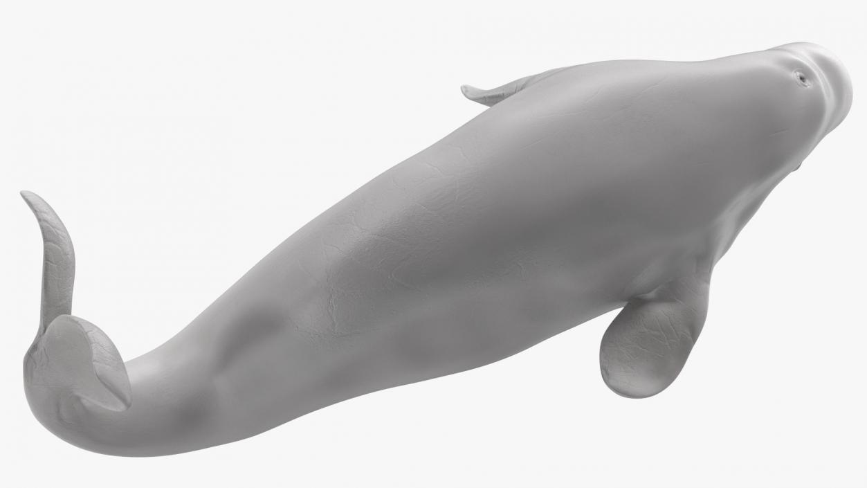 3D model Beluga Whale Young Performance Pose