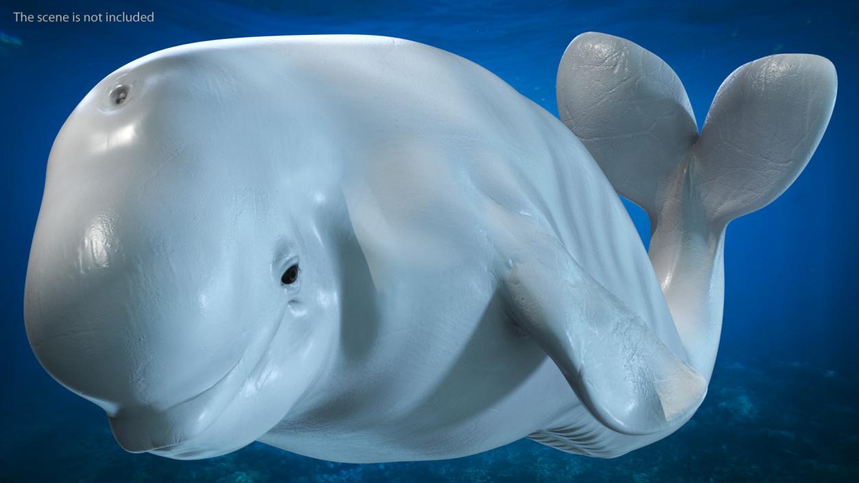 3D model Beluga Whale Young Performance Pose