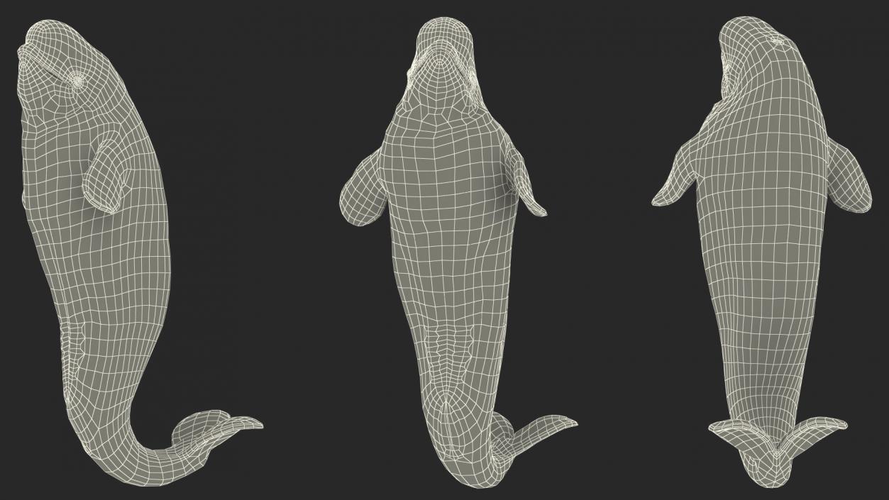 3D model Beluga Whale Young Performance Pose