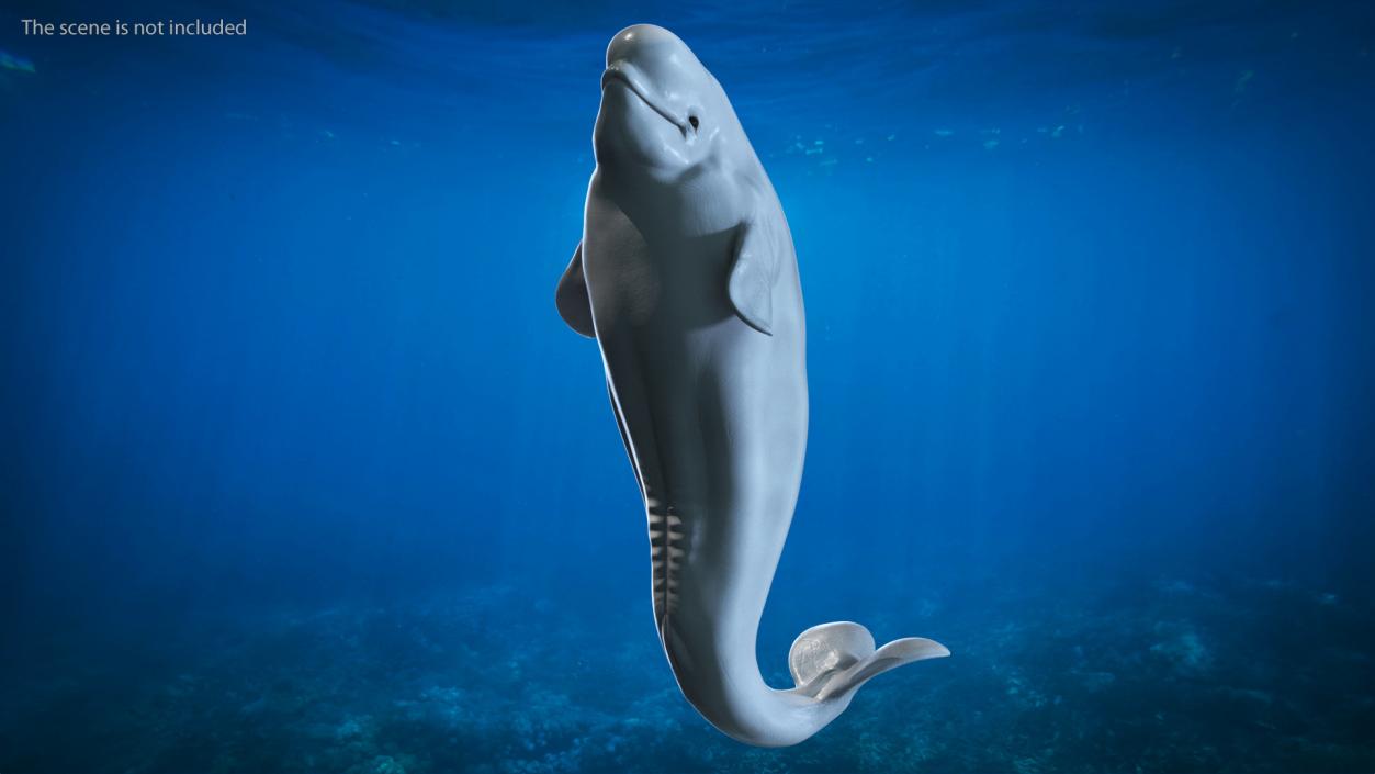 3D model Beluga Whale Young Performance Pose