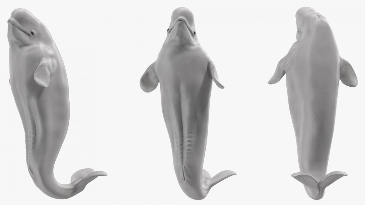 3D model Beluga Whale Young Performance Pose