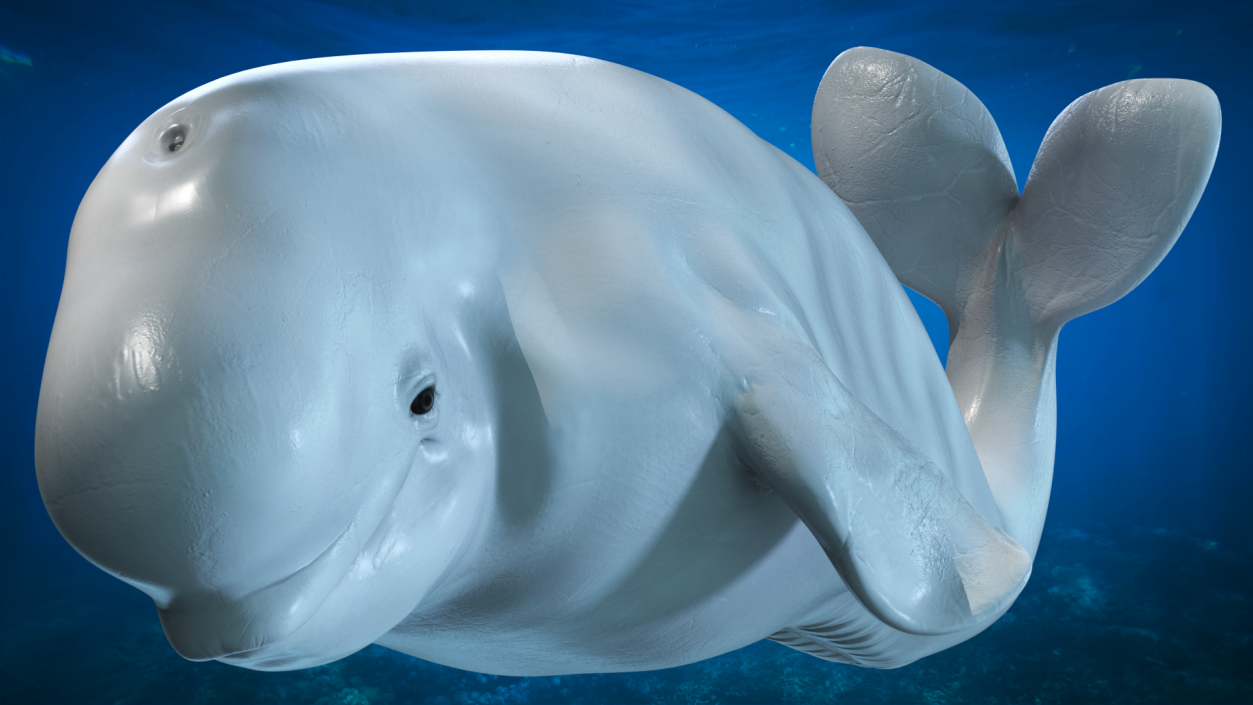 3D model Beluga Whale Young Performance Pose