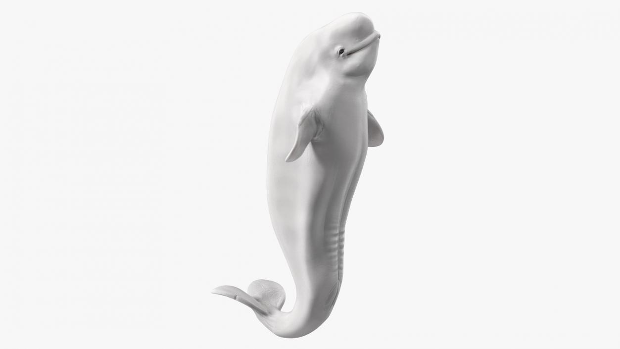 3D model Beluga Whale Young Performance Pose