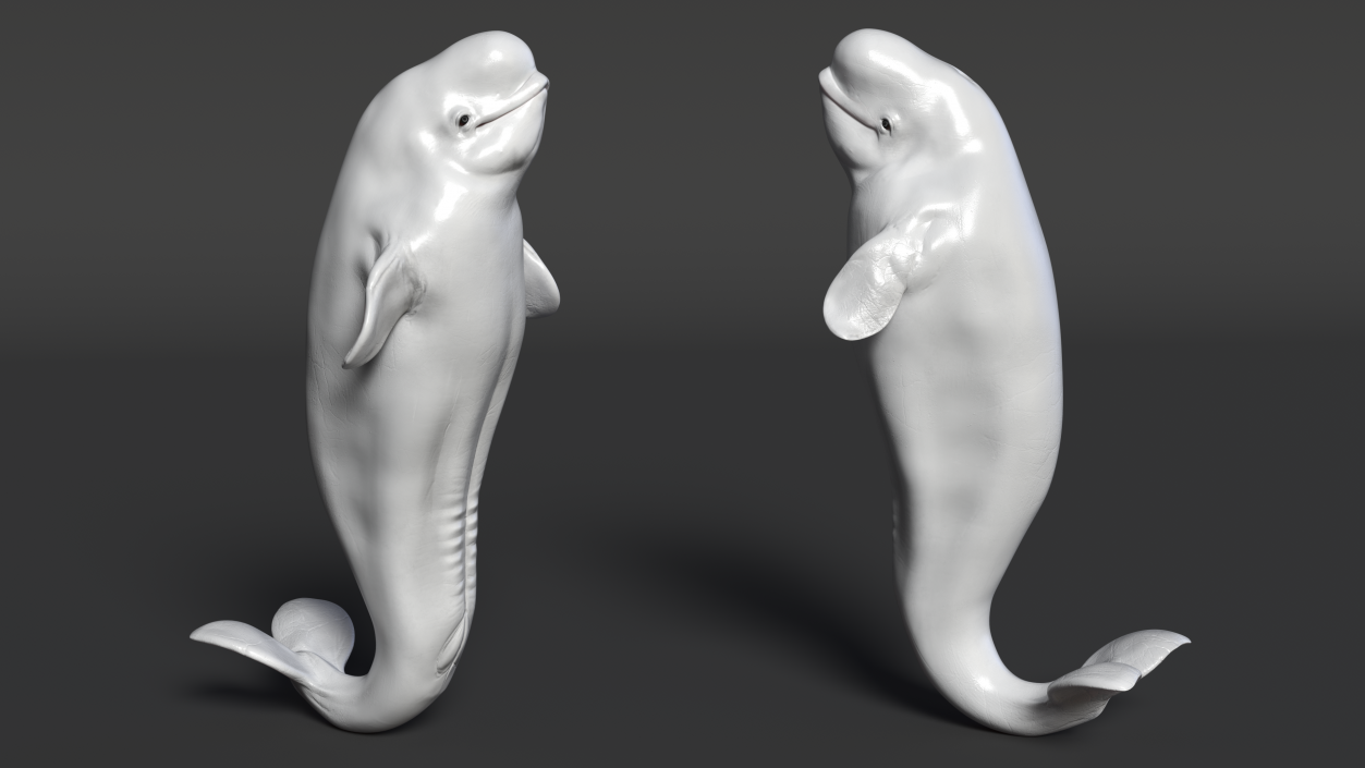 3D model Beluga Whale Young Performance Pose