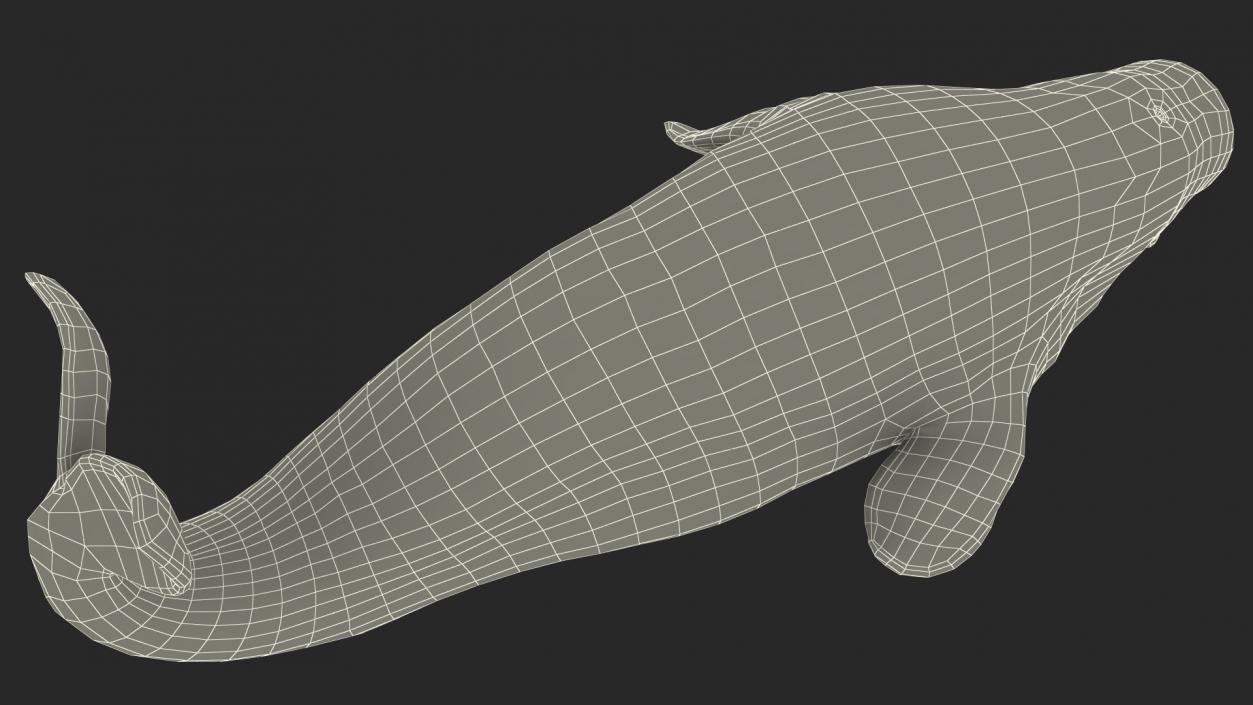 3D model Beluga Whale Young Performance Pose