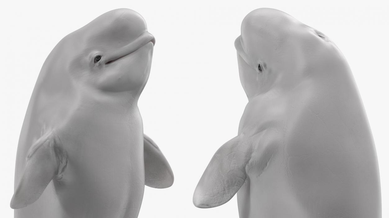 3D model Beluga Whale Young Performance Pose