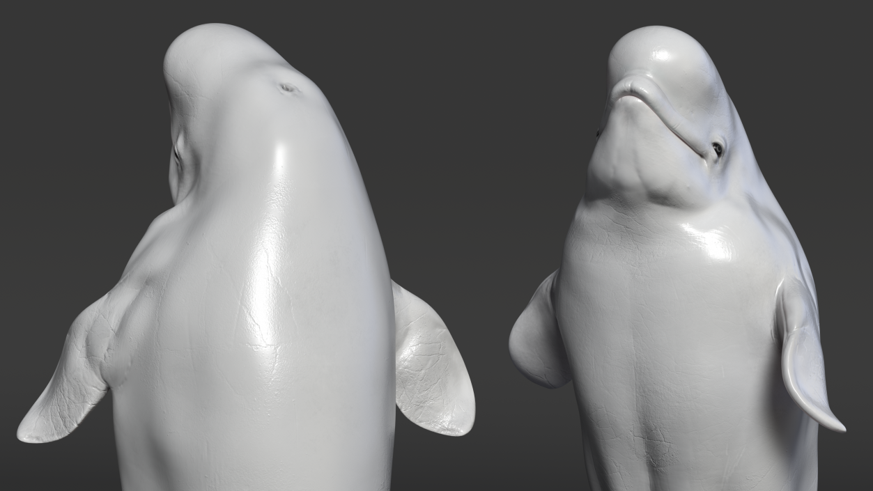 3D model Beluga Whale Young Performance Pose