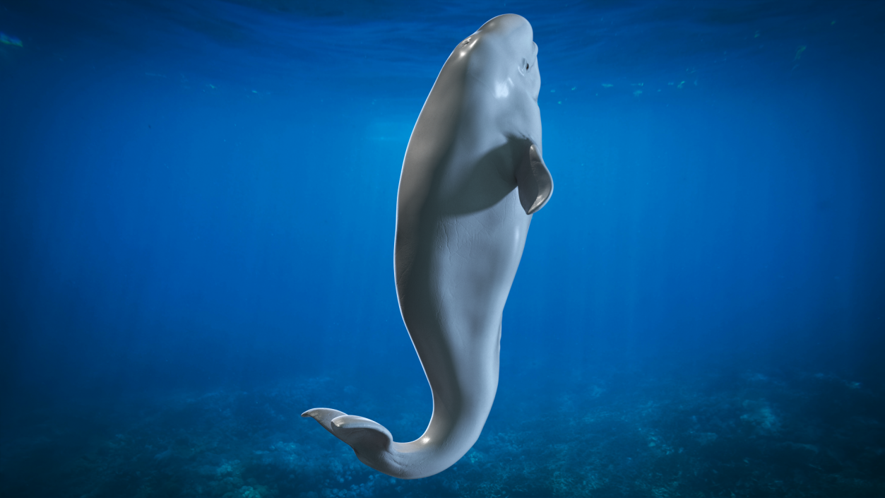 3D model Beluga Whale Young Performance Pose