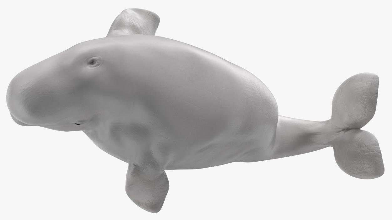 3D model Beluga Whale Young Performance Pose