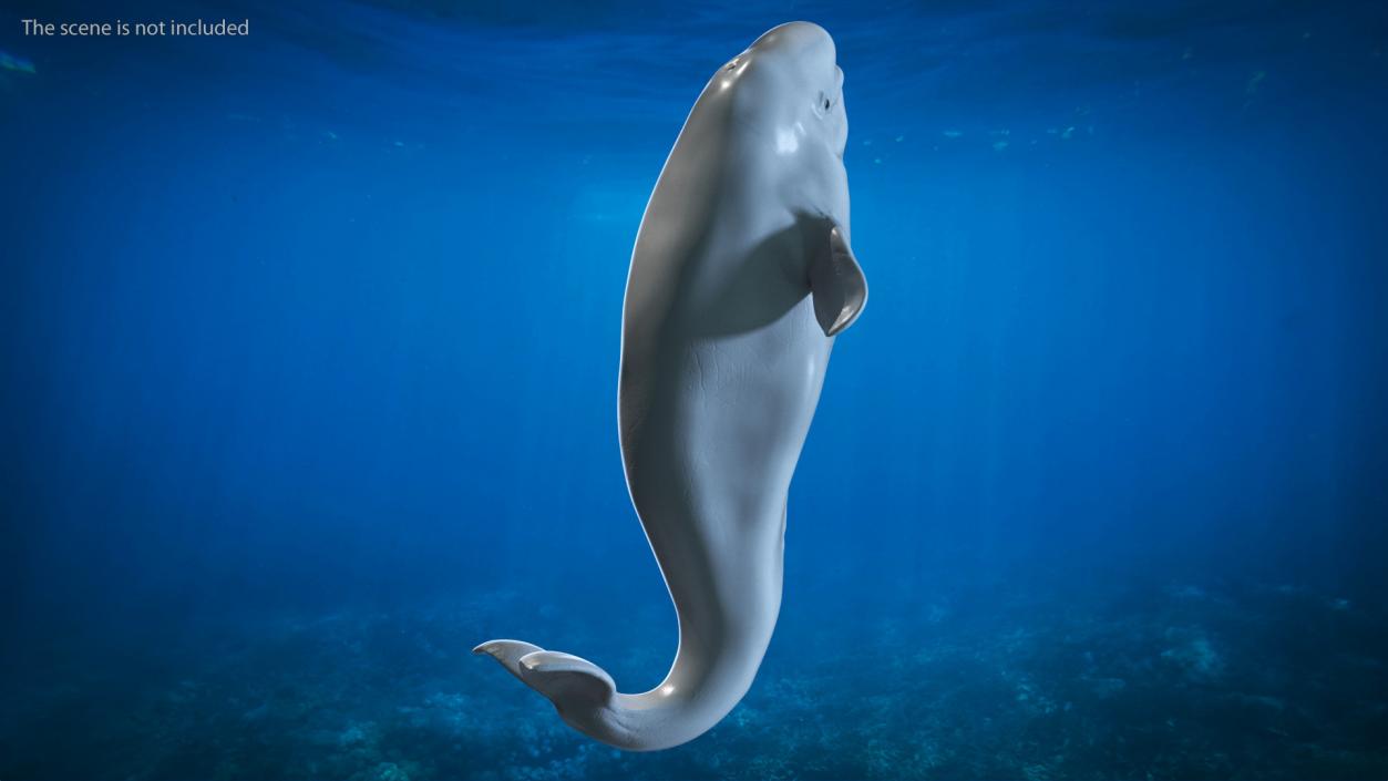 3D model Beluga Whale Young Performance Pose