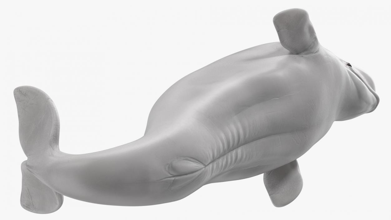 3D model Beluga Whale Young Performance Pose