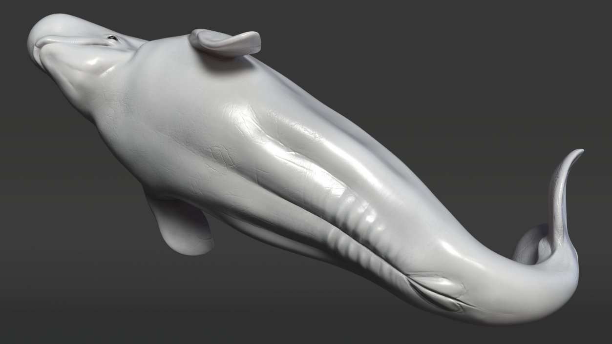 3D model Beluga Whale Young Performance Pose