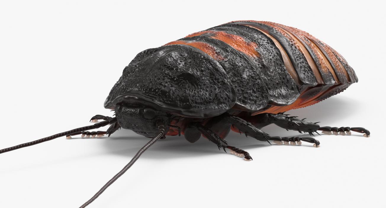 Hissing Cockroach Rigged 3D model