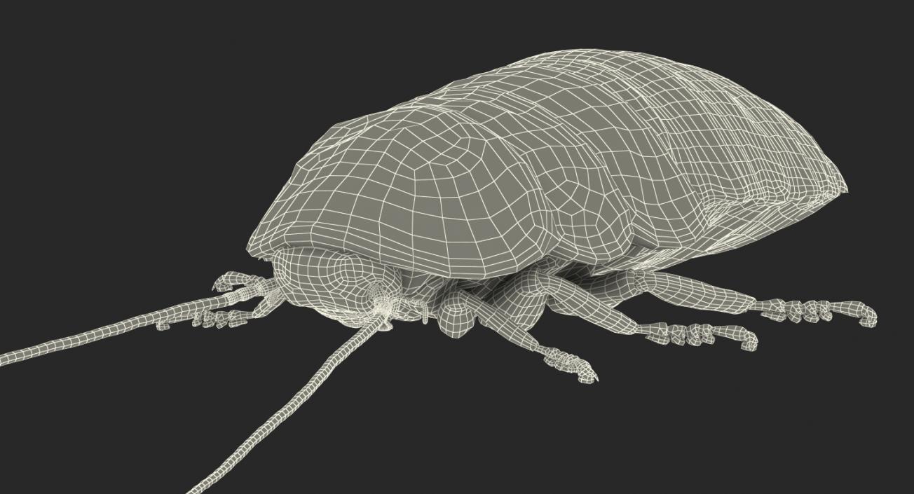 Hissing Cockroach Rigged 3D model