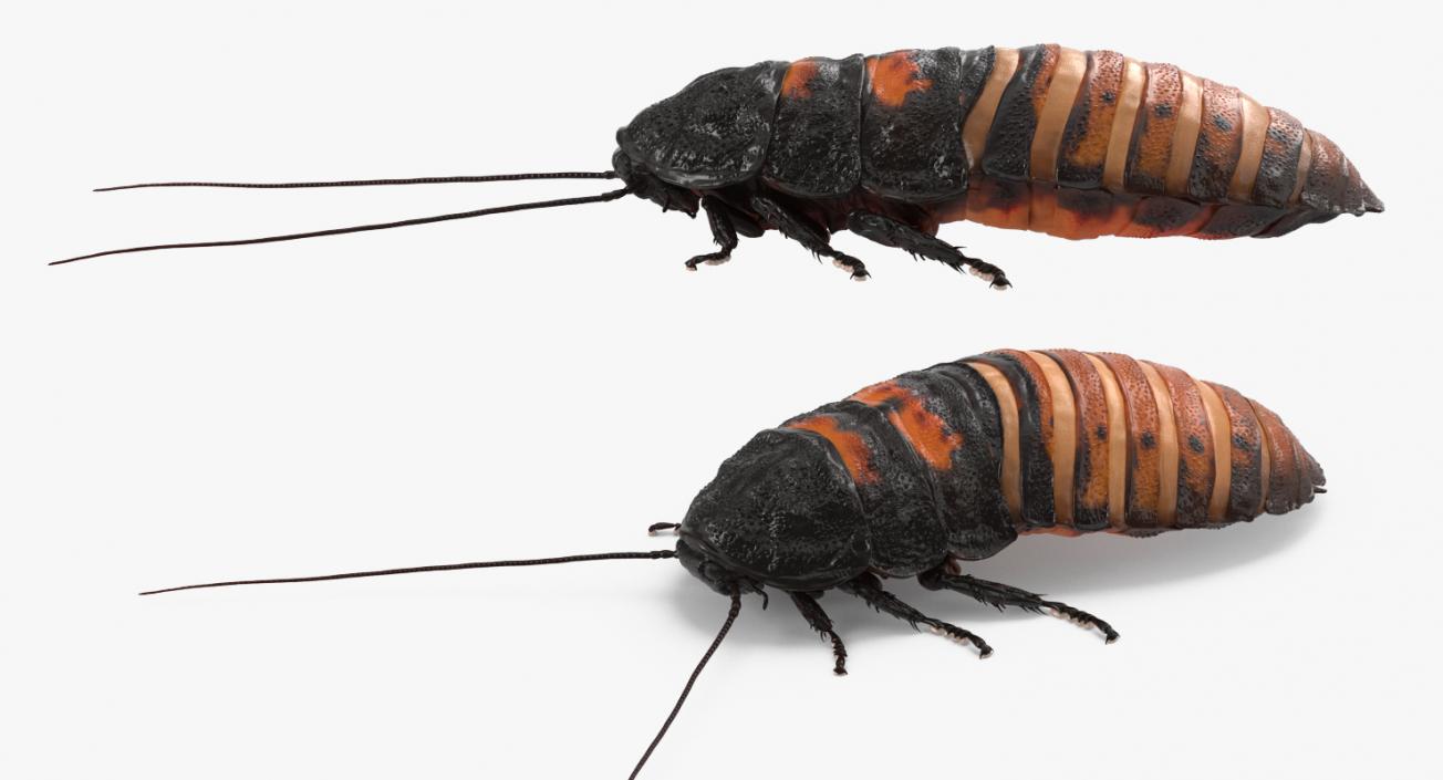 Hissing Cockroach Rigged 3D model