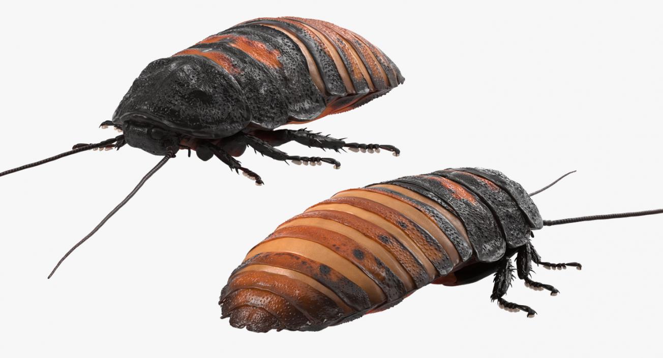 Hissing Cockroach Rigged 3D model