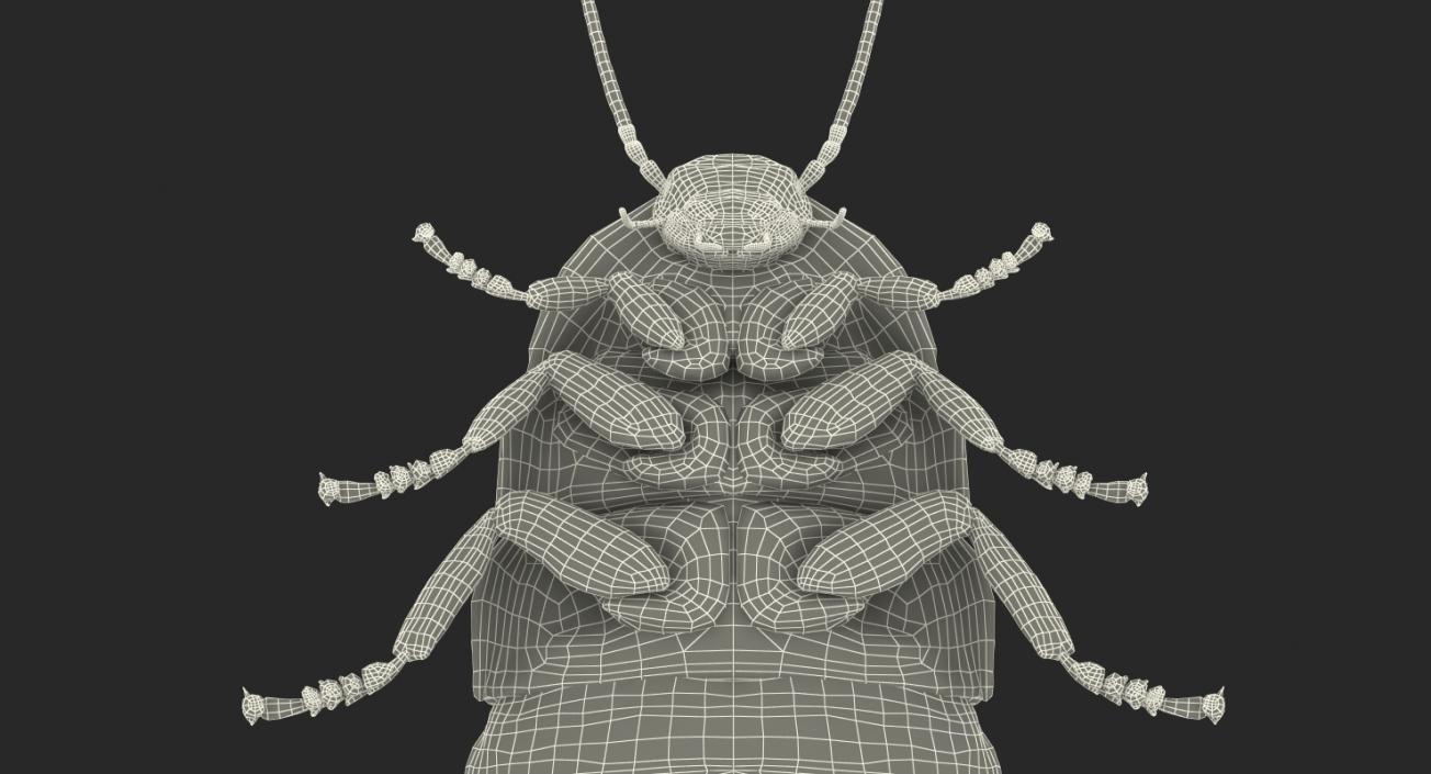 Hissing Cockroach Rigged 3D model