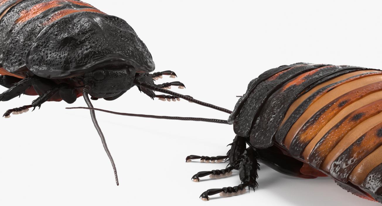 Hissing Cockroach Rigged 3D model