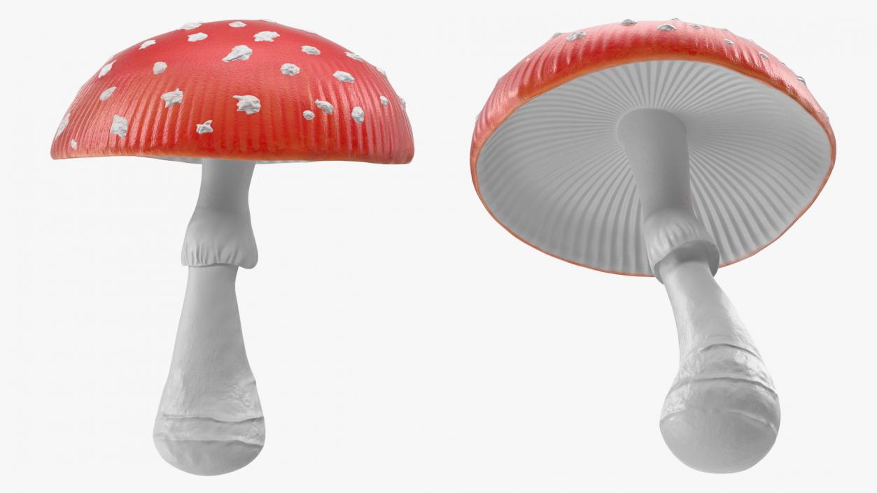 3D model Big Amanita Mushroom