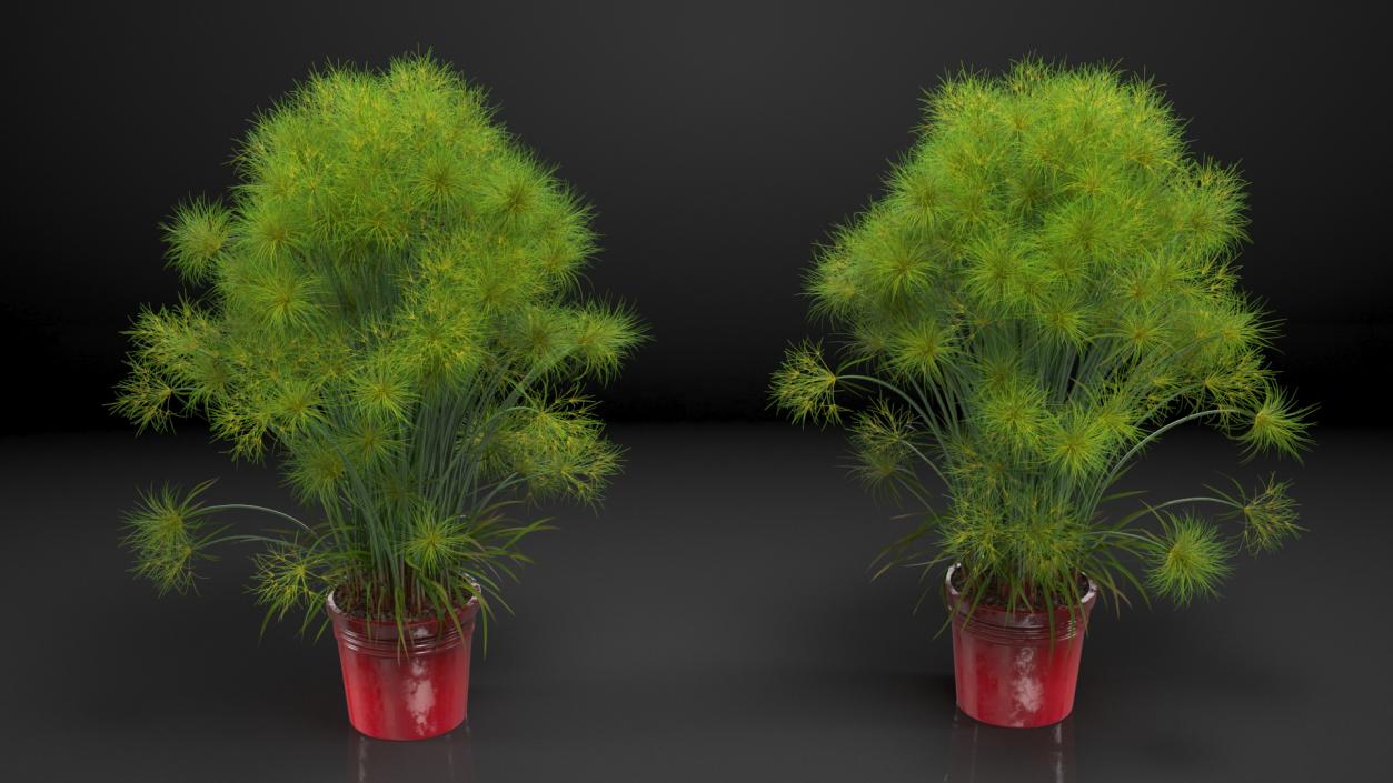 Papyrus Plant Pot 3D