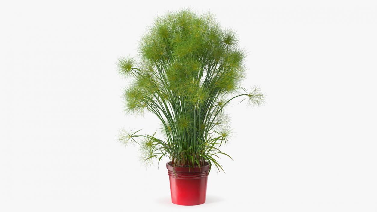 Papyrus Plant Pot 3D