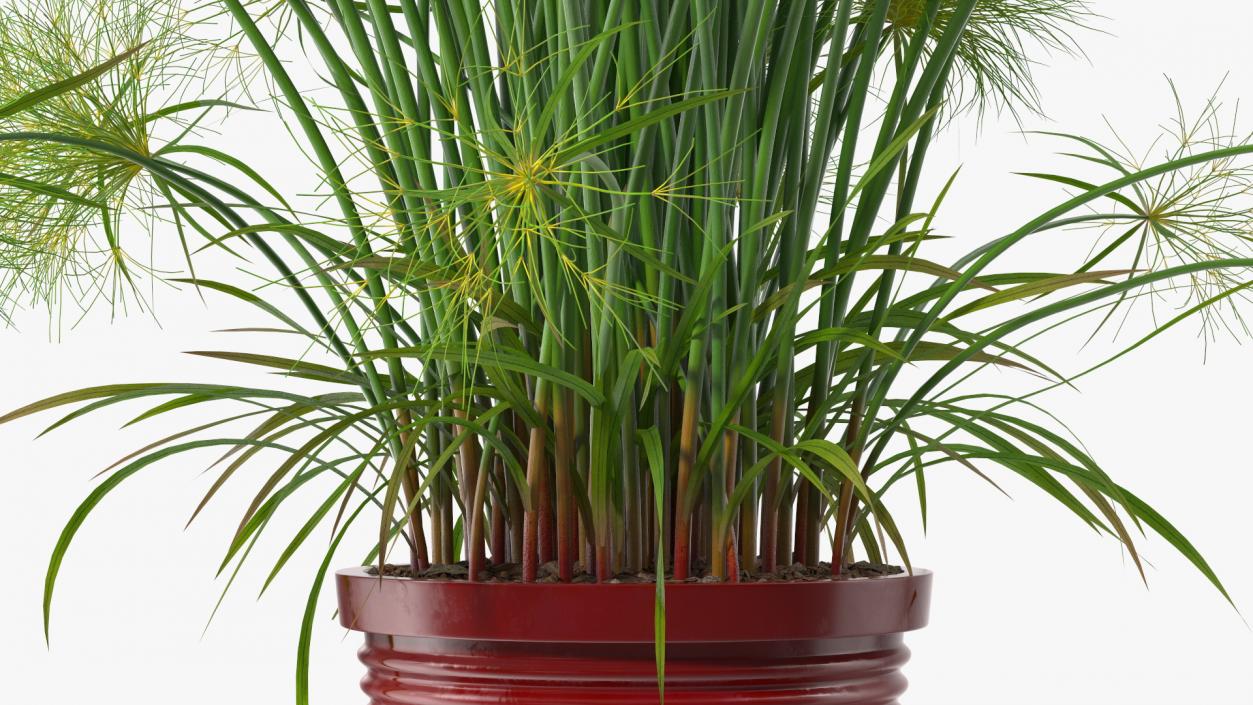 Papyrus Plant Pot 3D