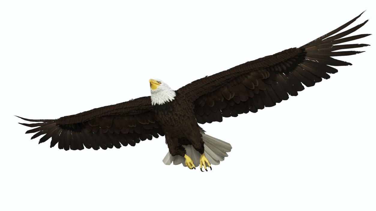 3D model Realistic Bald Eagle in Flight