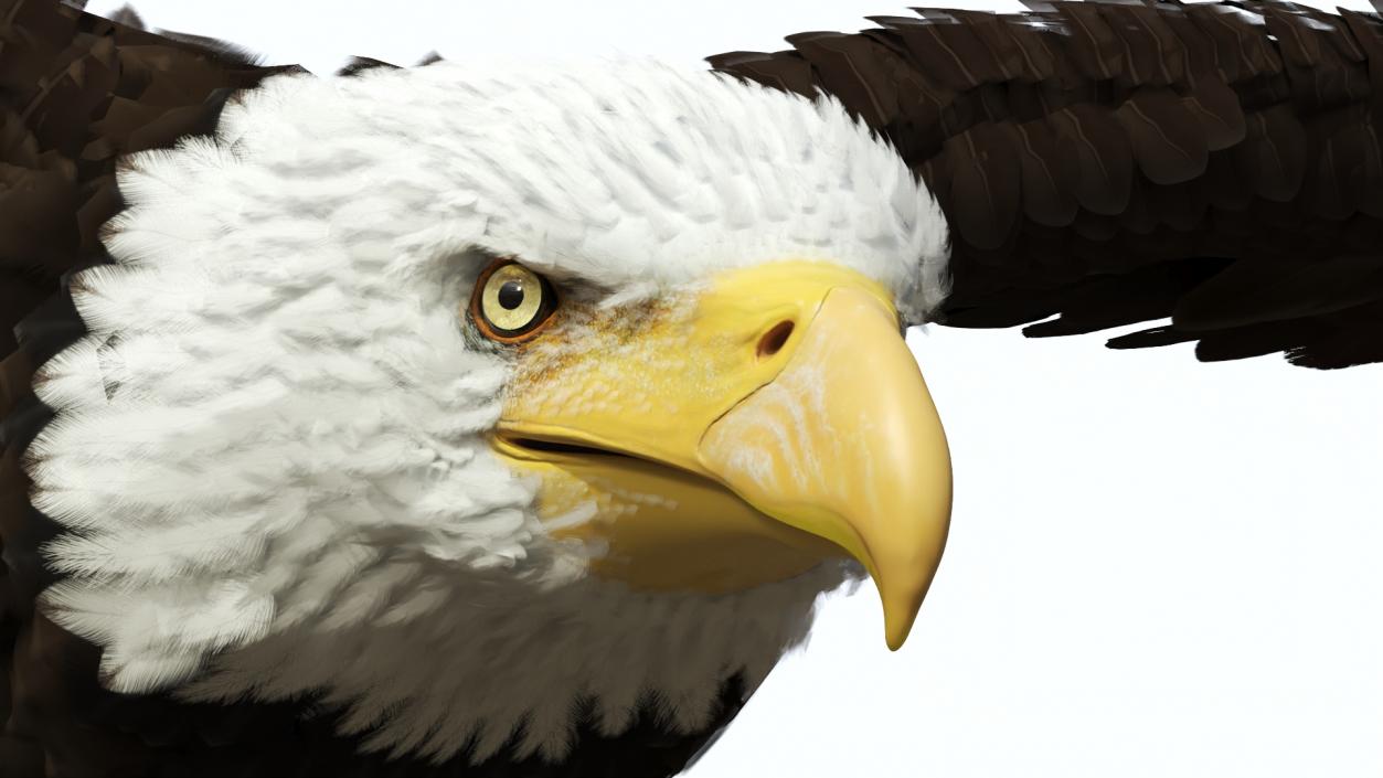 3D model Realistic Bald Eagle in Flight