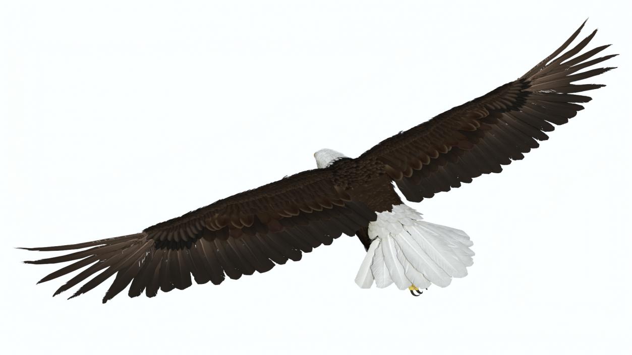 3D model Realistic Bald Eagle in Flight