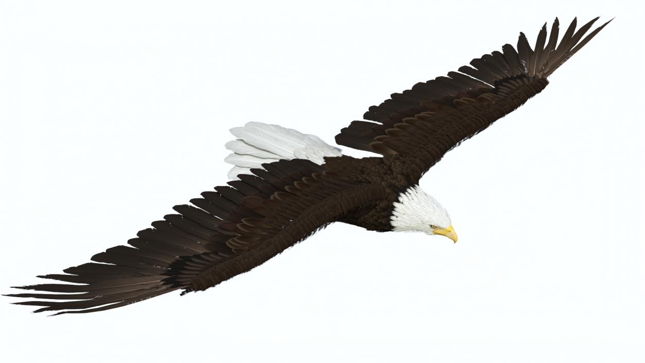 3D model Realistic Bald Eagle in Flight