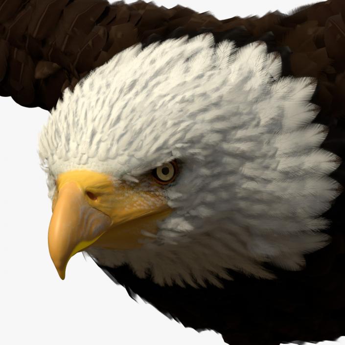 3D model Realistic Bald Eagle in Flight