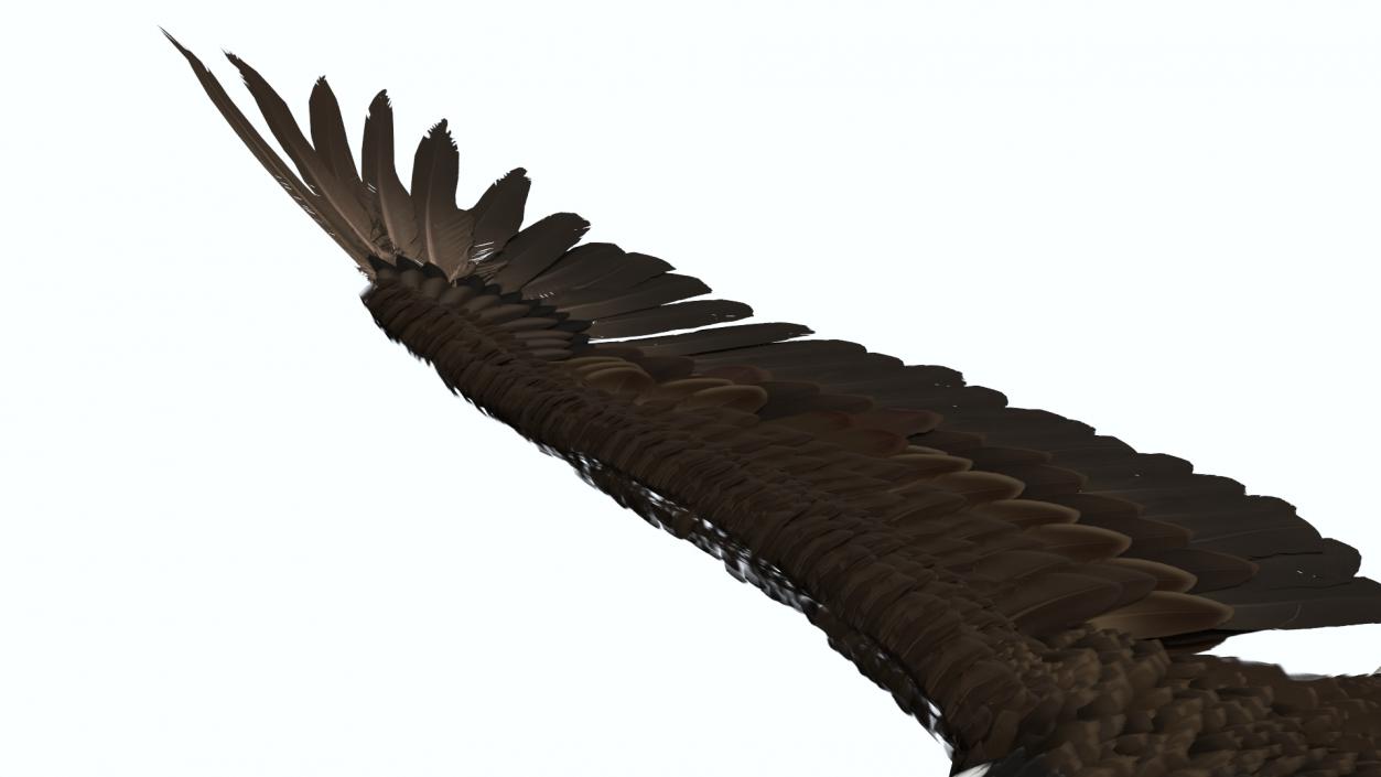 3D model Realistic Bald Eagle in Flight