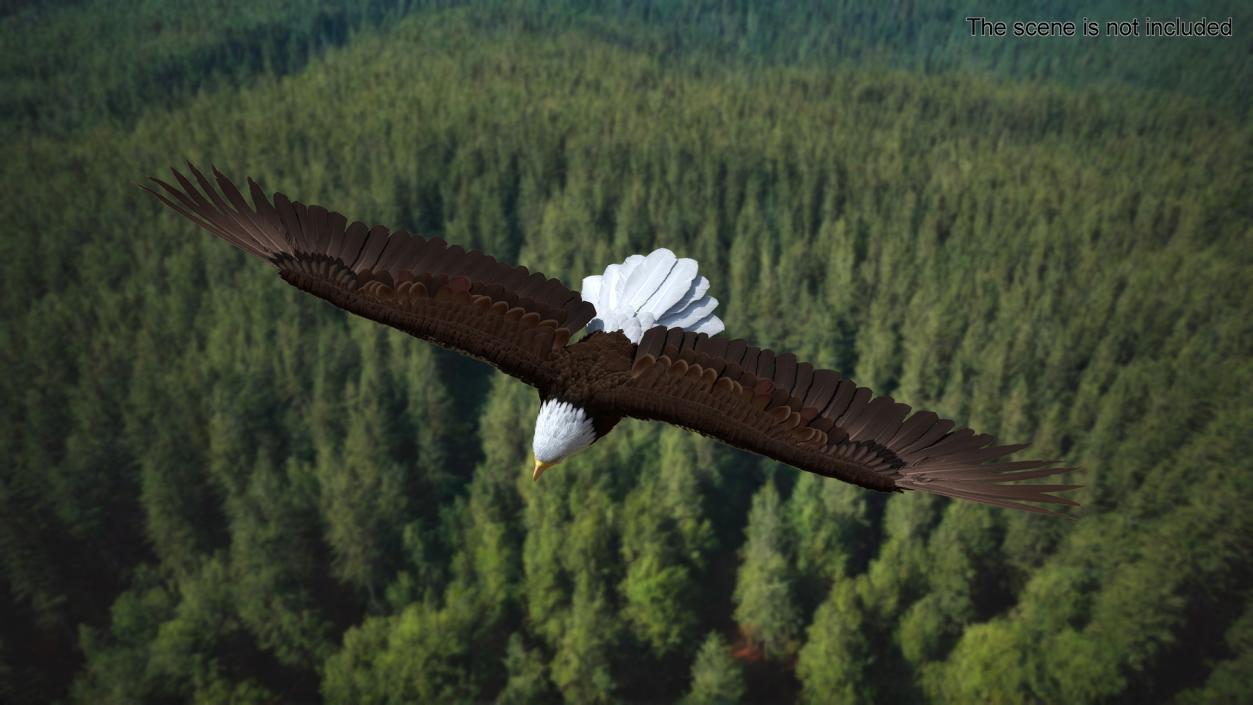 3D model Realistic Bald Eagle in Flight