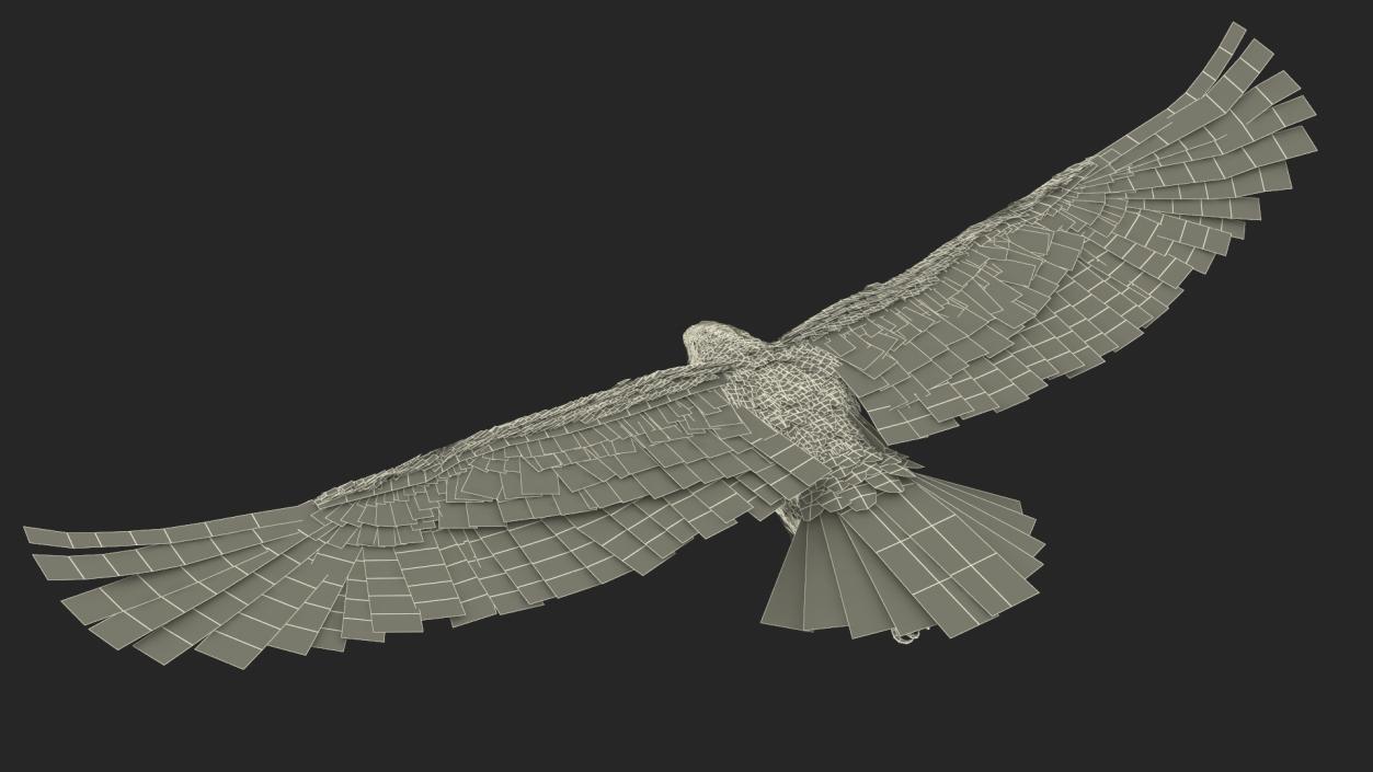 3D model Realistic Bald Eagle in Flight