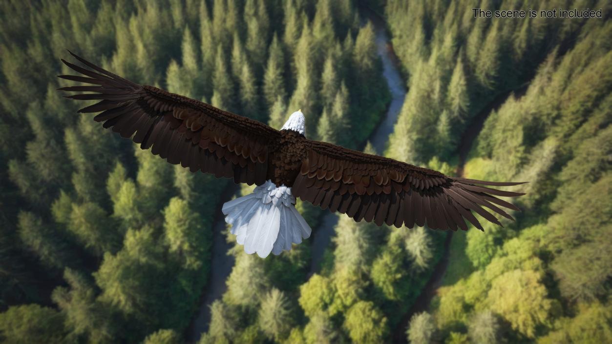 3D model Realistic Bald Eagle in Flight