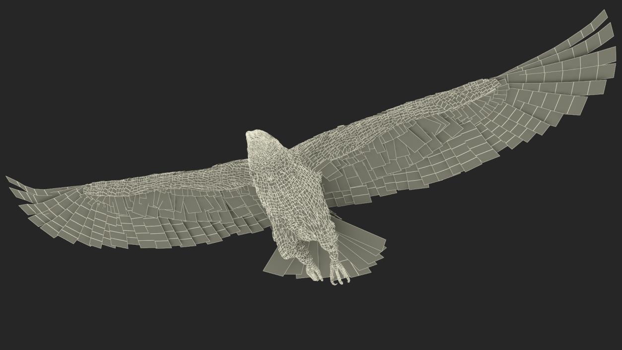 3D model Realistic Bald Eagle in Flight