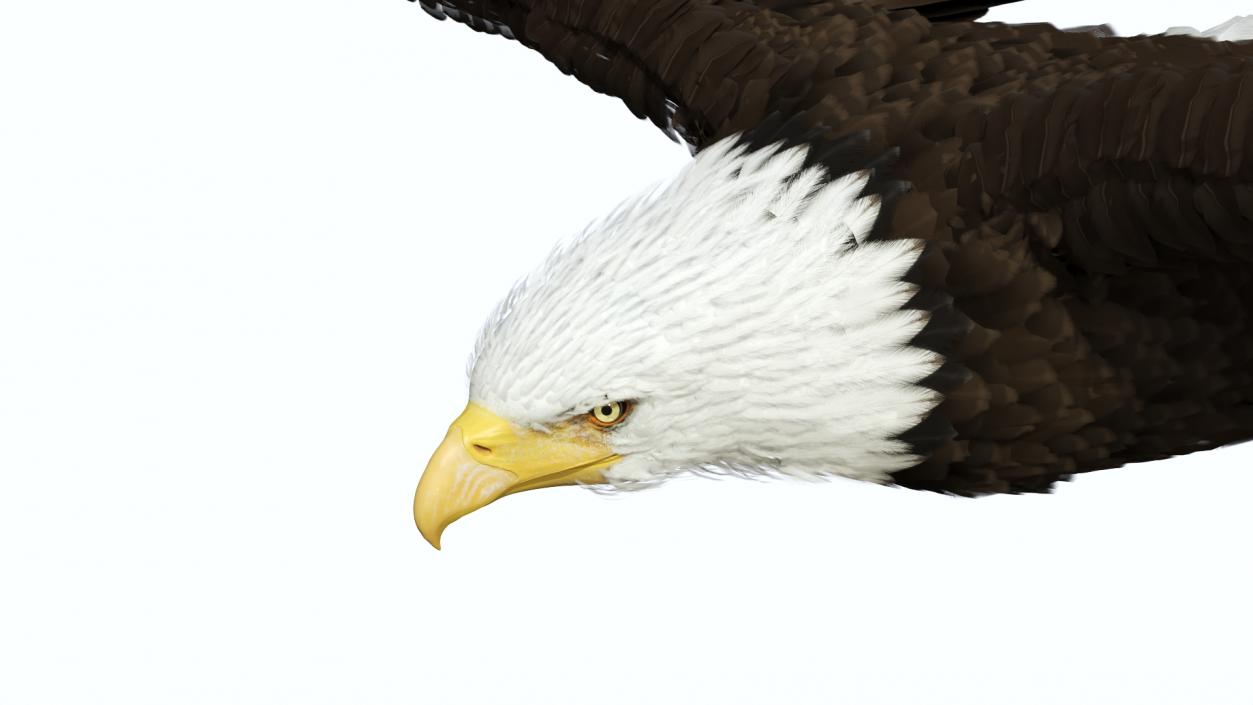 3D model Realistic Bald Eagle in Flight